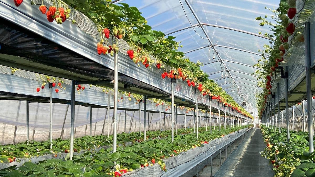 ２段式ナイアガラの苺狩り