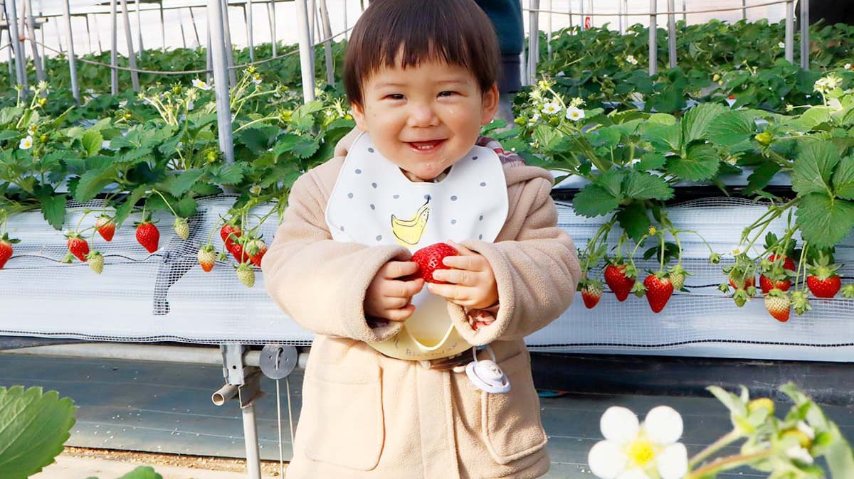 苺狩り記念写真